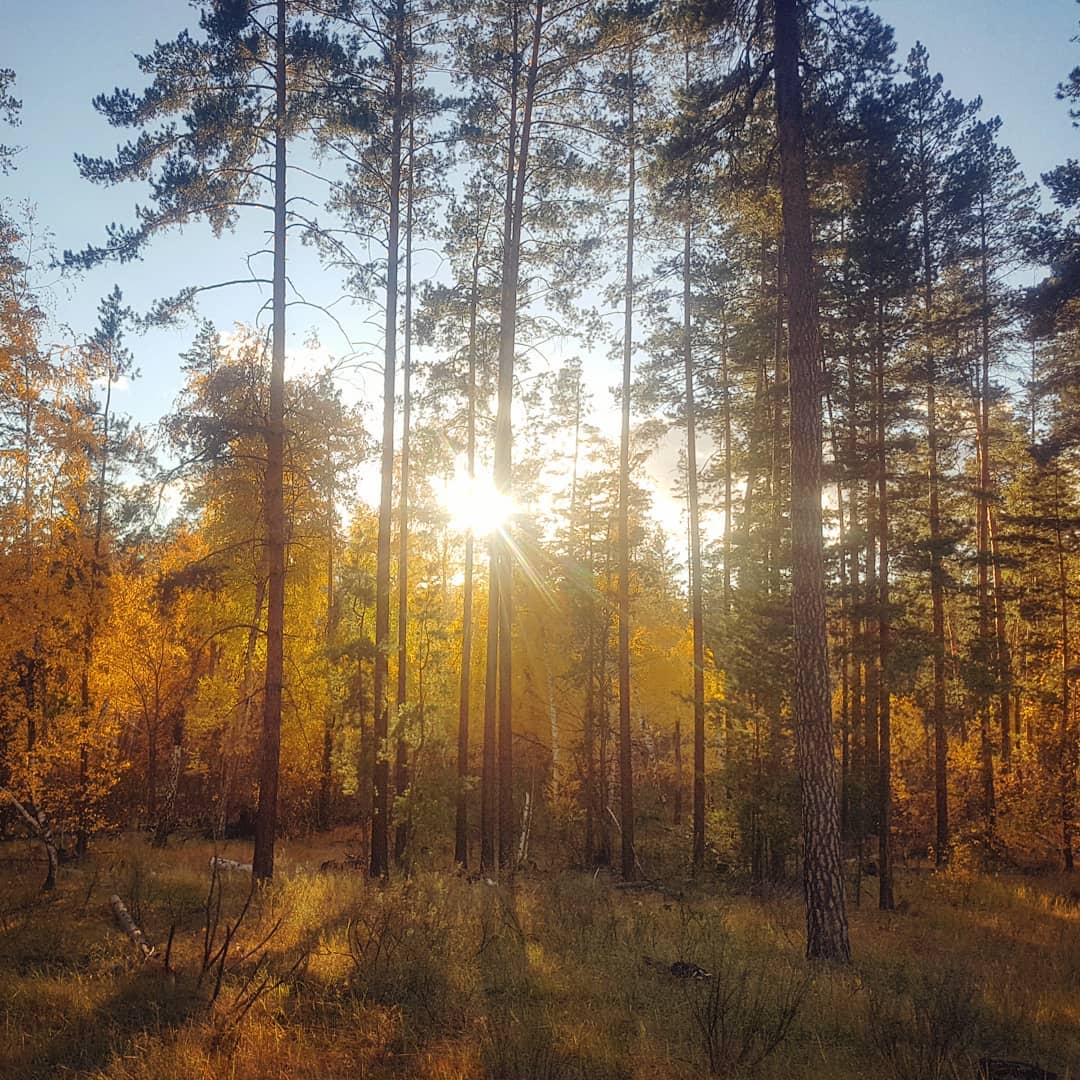 Золотая осень в Бузулукском бору